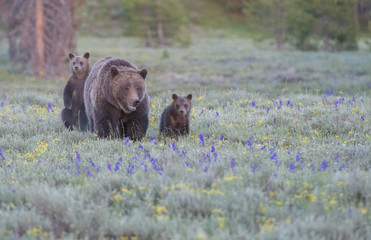 Grizzly bears in the wild