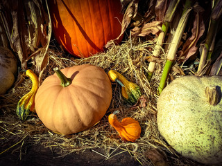 pumpkins and gourds in the hay