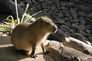 capybara