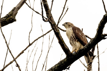 Red tailed hawk perched in a tree. 