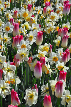 Daffodils And Tulips Medley