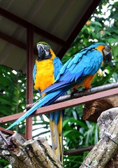 Blue and yellow macaw (Ara ararauna), also known as the blue and gold macaw.