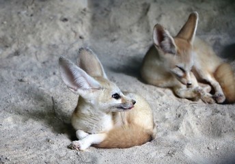 The fennec fox or fennec (Vulpes zerda) is a small nocturnal fox found in the Sahara of North Africa, - obrazy, fototapety, plakaty