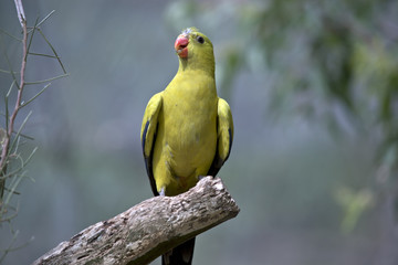regent parrot male