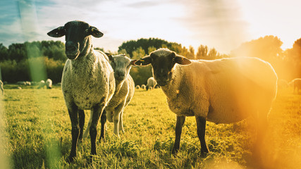 Schafe in der Abendsonne im Spätsommer