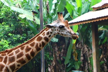 The giraffe (Giraffa) is a genus of African even-toed ungulate mammals, the tallest living...