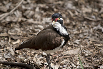 banded lapwing