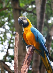 Blue and yellow macaw (Ara ararauna), also known as the blue and gold macaw.