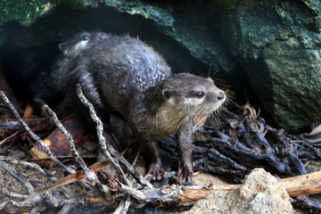 Otters ( Lutra lutra ) are carnivorous mammals in the subfamily of Lutrinae