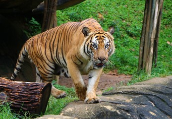 The tiger (Panthera tigris) is the largest cat species, most recognizable for its pattern of dark vertical stripes on reddish-orange fur with a lighter underside. © noraismail