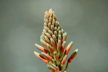 Aloe flowers