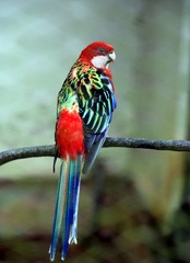 Eastern rosella (Platycercus eximius) bird on tree branch.