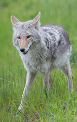 Coyote