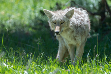 Obraz premium Coyote