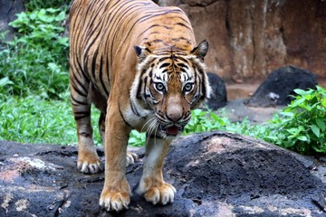 The tiger (Panthera tigris) is the largest cat species, most recognizable for its pattern of dark vertical stripes on reddish-orange fur with a lighter underside.