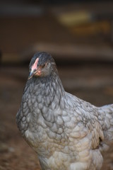 Black and Gray Chicken Close Up Portrait