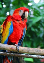 Scarlet macaw (Ara macao) is a large red, yellow, and blue South American parrot.