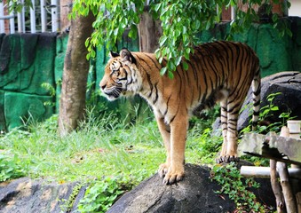 The tiger (Panthera tigris) is the largest cat species, most recognizable for its pattern of dark vertical stripes on reddish-orange fur with a lighter underside.