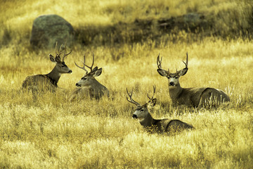 Mule Deer Gang of Four