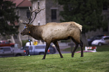 Elk with Christmas Lights