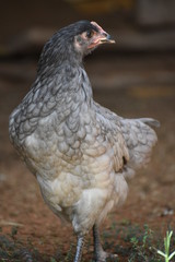 Black and Gray Chicken Close Up Portrait