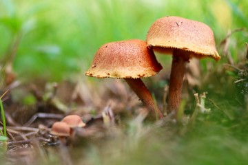 Mushroom in green background in a forest with selective focus.