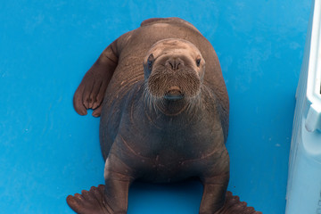 Fototapeta premium baby walrus - Alaska Sealife Center