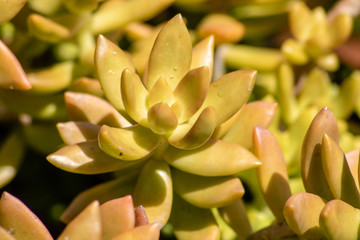 Succulent plant