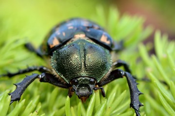 Taiwan long-armed beetle (Cheirotonus formosanus)female