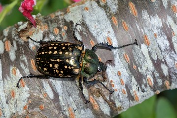 Taiwan long-armed beetle (Cheirotonus formosanus)female