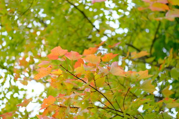 colorful leaves in the forest