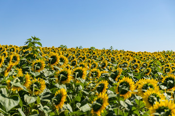 Fototapeta premium Sunflower field