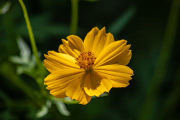 Bright yellow flower