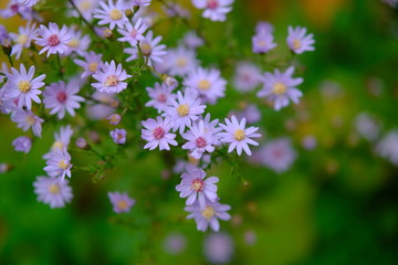 purple flowers in the garden