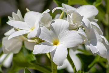 White plumeria
