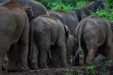 Fototapeta premium Elephants in jugle