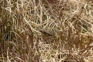 grass in the field with frog