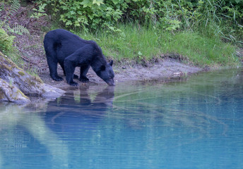 Coastal black bear