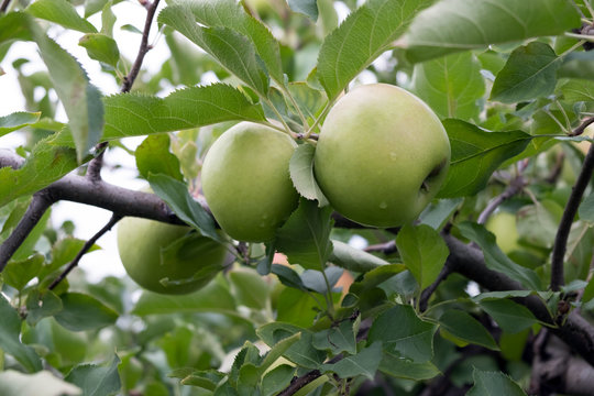 Ripe green apples on a branch ready to be harvested
