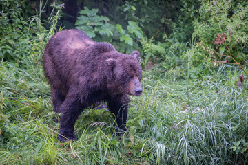 Obraz na płótnie Canvas Coastal grizzly bear