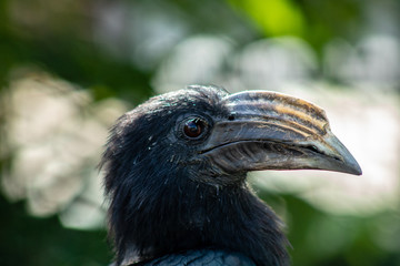 Hornbill up close