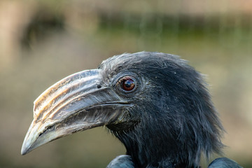 Hornbill up close