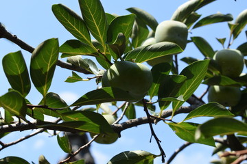 apple fruit on tree