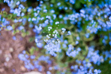 white flowers in spring