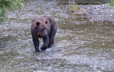 Obraz na płótnie Canvas Coastal grizzly bear