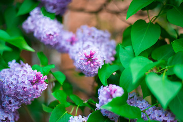 lilac flowers in the garden