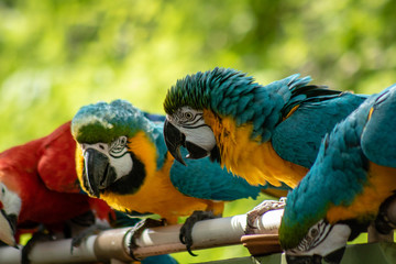 Colorful macaws