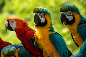 Colorful macaws