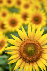 Obraz premium ヒマワリの花