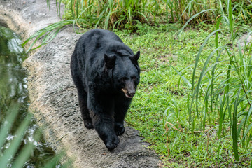 Fototapeta na wymiar Adult black bear